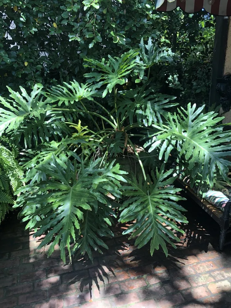 Reliable lawn mowing service in New Orleans, LA by Chase The Gardener