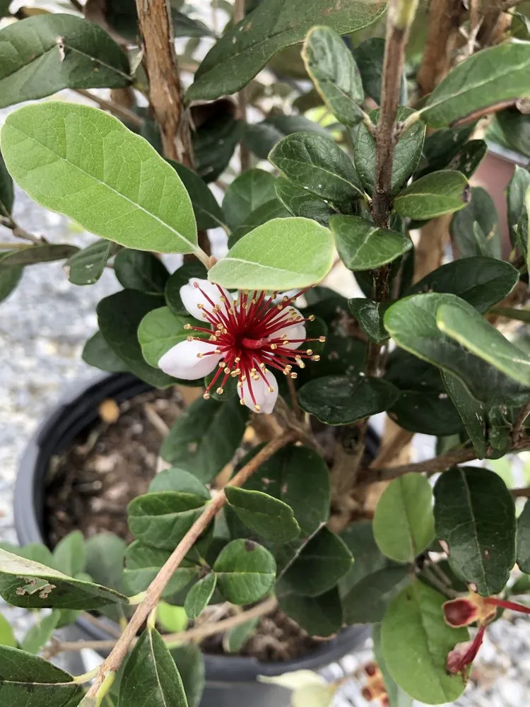 Top-rated landscape design experts serving New Orleans, LA - Chase The Gardener