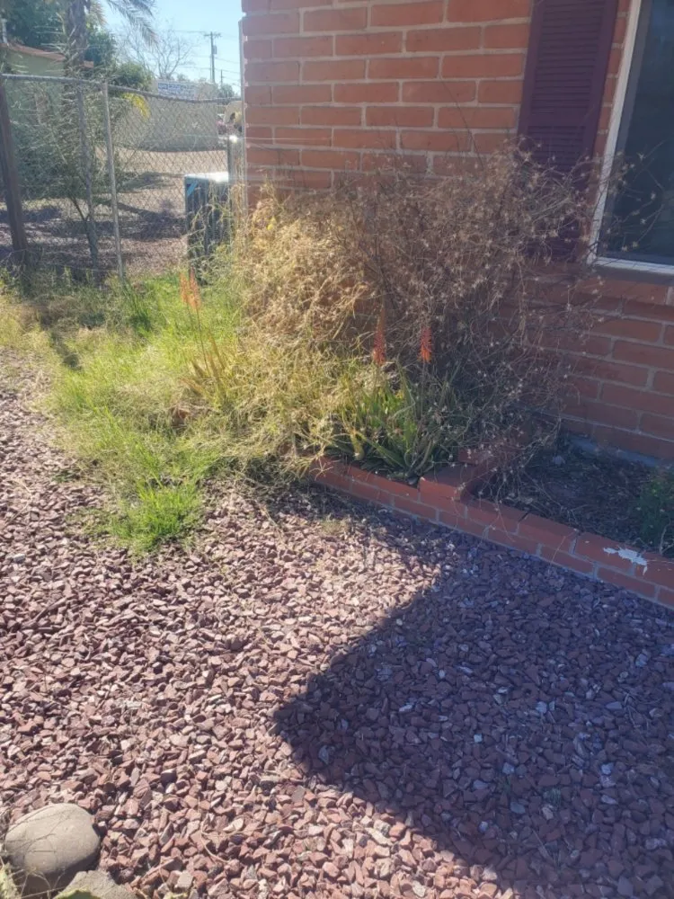 Expert landscape installation for outdoor upgrades across Tucson, AZ - Chasens Yard Maintenance and Services