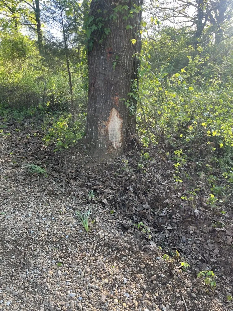 Local landscape design with custom design in Thaxton, MS by Chases Lawn Care