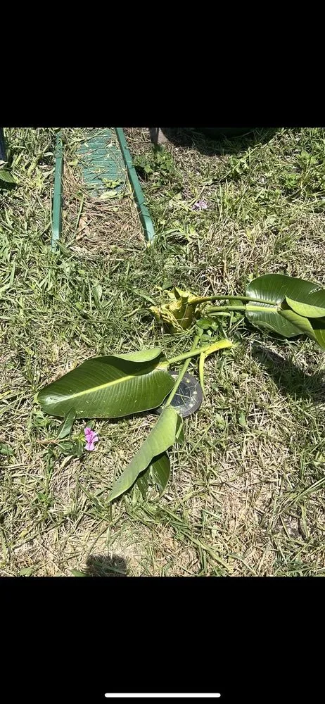 Custom lawn mowing service in Saint Petersburg, FL by Chase's Lawn Service