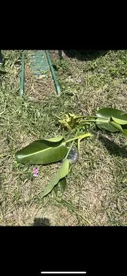 Chase's Lawn Service Logo