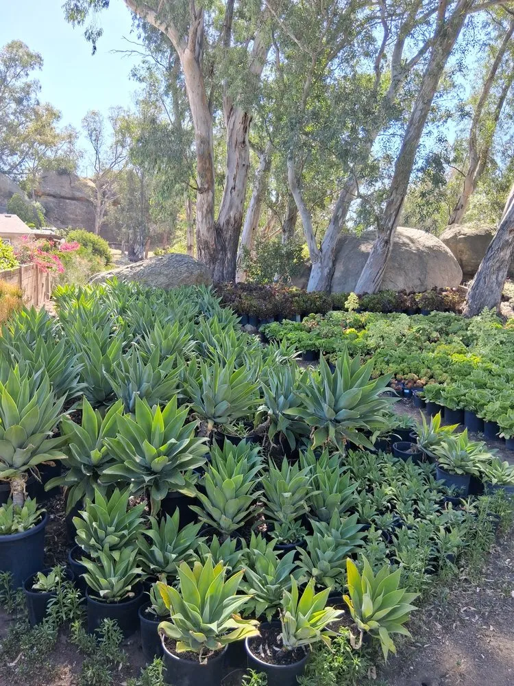 Reliable landscaping services in Chatsworth, CA by Chatsworth Nursery & Landscape