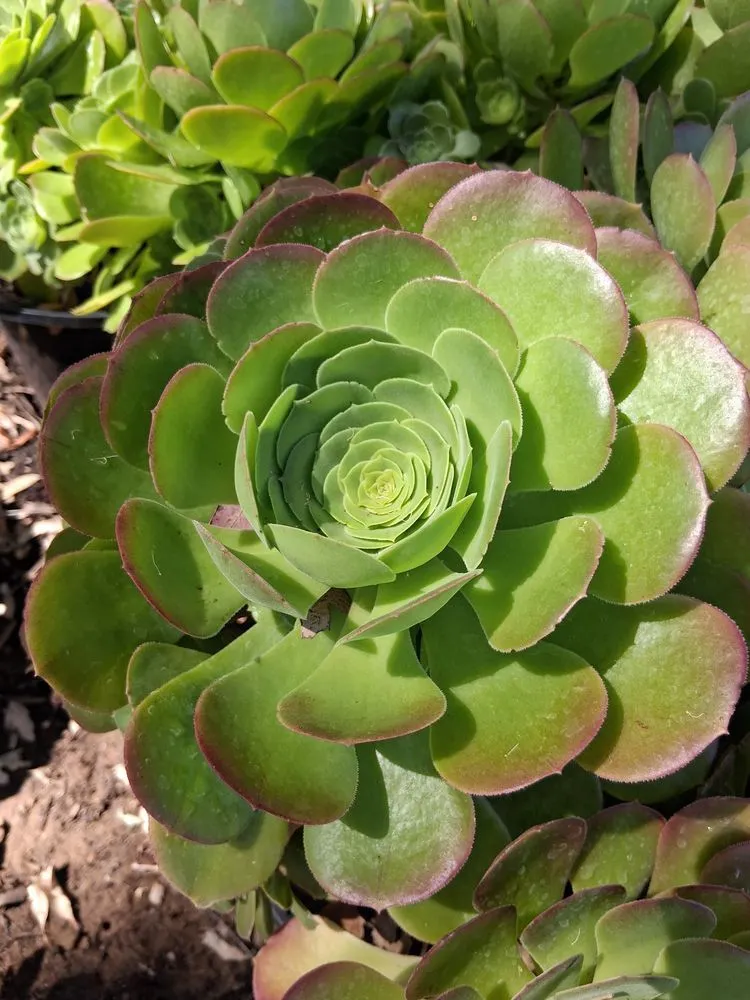 Reliable landscape design in Chatsworth, CA - Chatsworth Nursery & Landscape