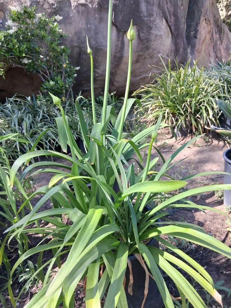 Professional lawn care service in Chatsworth, CA by Chatsworth Nursery & Landscape