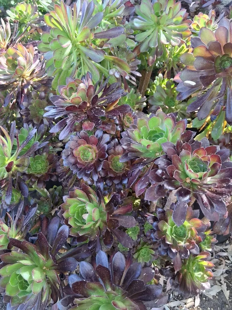 Trusted landscaping services experts serving Chatsworth, CA - Chatsworth Nursery & Landscape