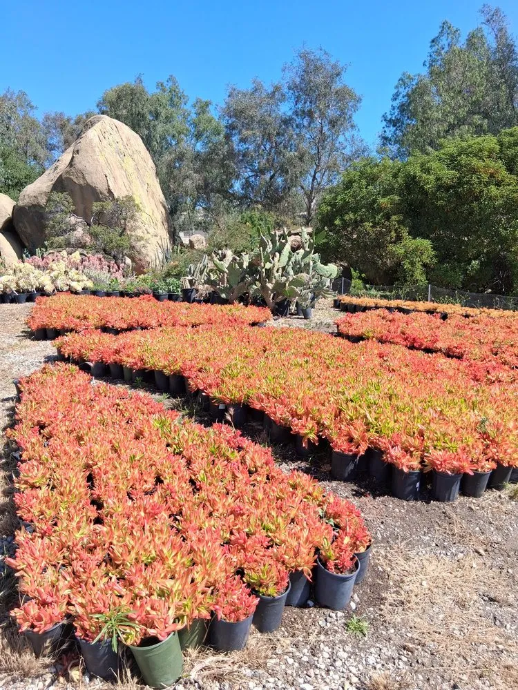 Expert outdoor landscaping with custom design in Chatsworth, CA by Chatsworth Nursery & Landscape