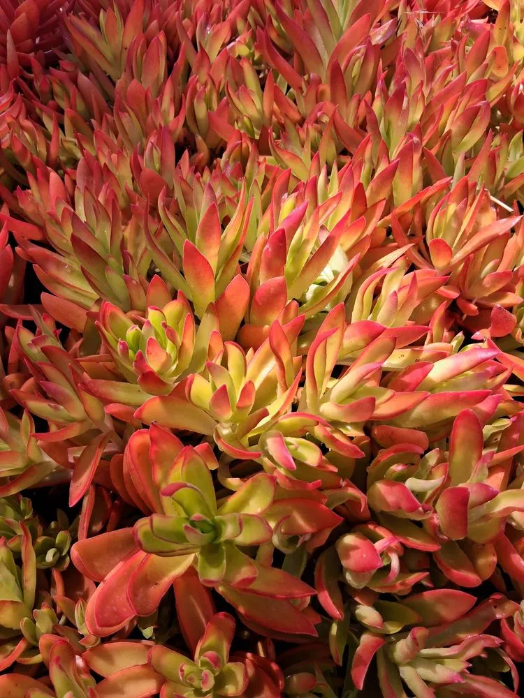 Affordable landscape installation for outdoor upgrades in Chatsworth, CA by Chatsworth Nursery & Landscape