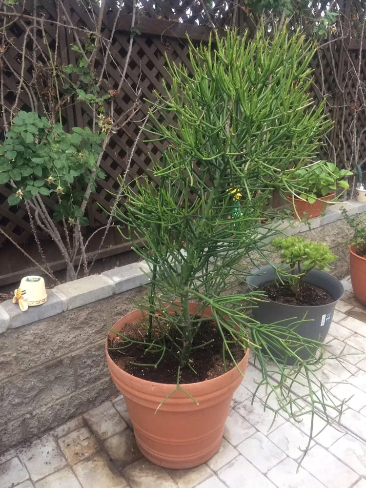 Custom lawn care service in Chatsworth, CA by Chatsworth Nursery & Landscape