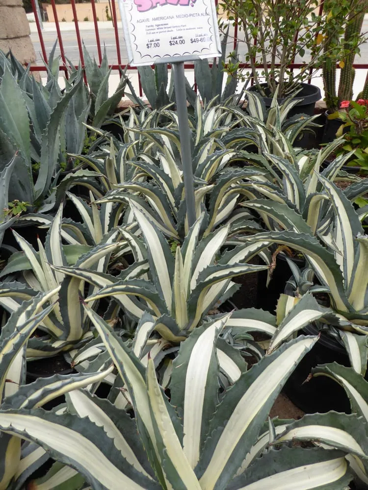 Expert garden landscaping experts serving Chatsworth, CA - Chatsworth Nursery & Landscape