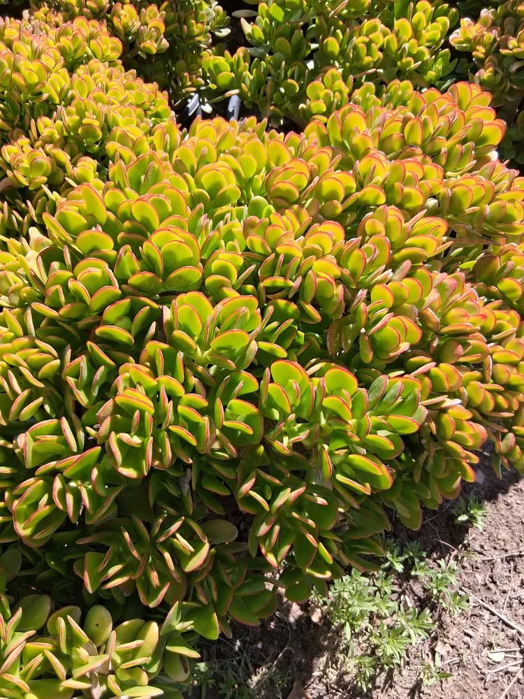 Professional landscaping services with custom design across Chatsworth, CA - Chatsworth Nursery & Landscape