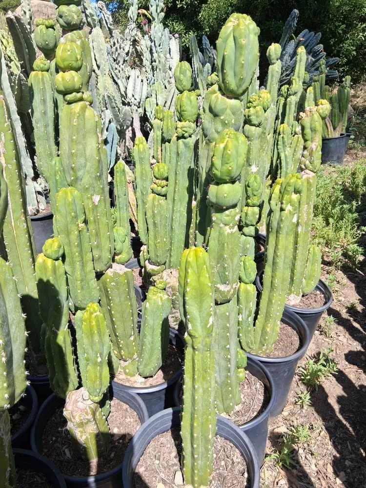 Top-rated landscape design near you across Chatsworth, CA - Chatsworth Nursery & Landscape