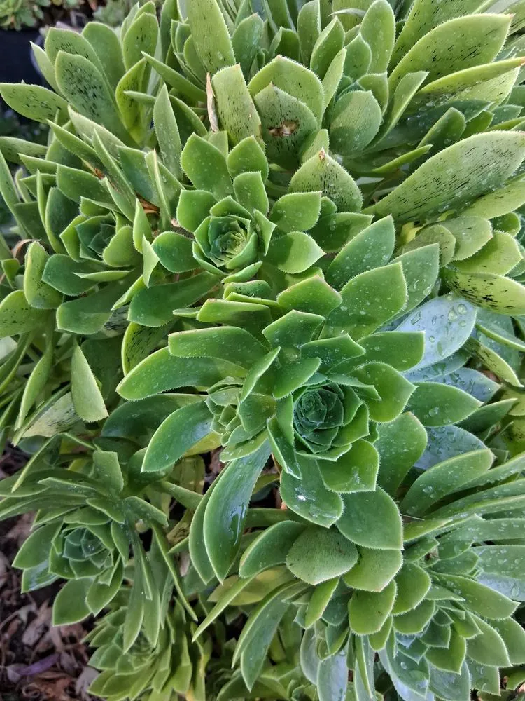 Affordable lawn mowing service in Chatsworth, CA - Chatsworth Nursery & Landscape