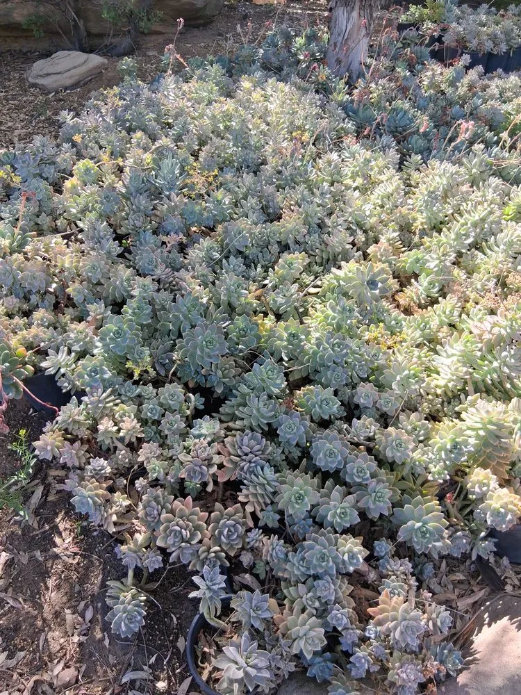 Professional landscape installation in Chatsworth, CA by Chatsworth Nursery & Landscape