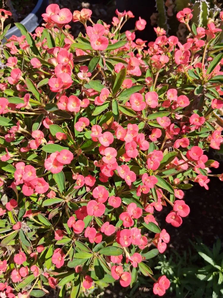 Reliable yard cleanup service near you across Chatsworth, CA - Chatsworth Nursery & Landscape