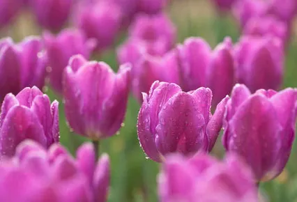 Top-rated lawn mowing service for homes in Orange, NJ by Chauca & Son Landscaping & Construction