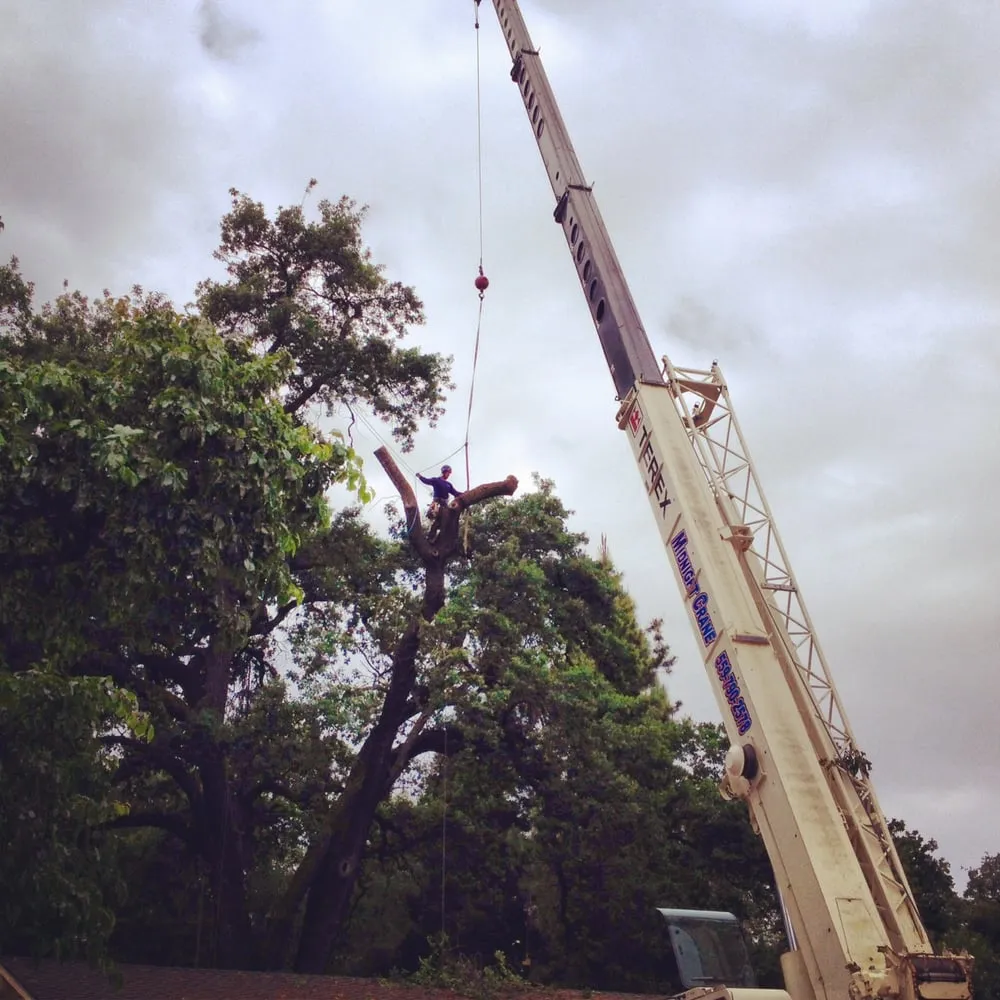 Reliable lawn care service in Meridian, ID - Chavco Tree & Landscape Services