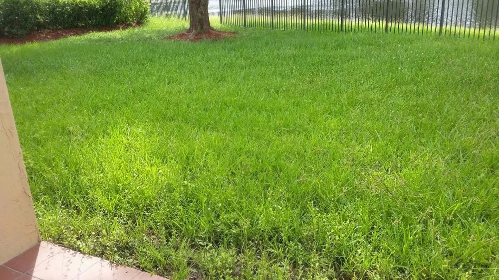 Trusted yard maintenance in Fort Lauderdale, FL - Chavez Complete Lawn Services