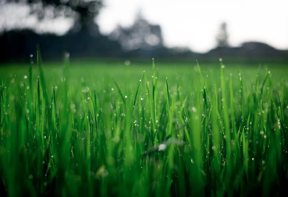 Reliable outdoor landscaping experts serving Santa Cruz, CA - Chavez Landscape Inc.