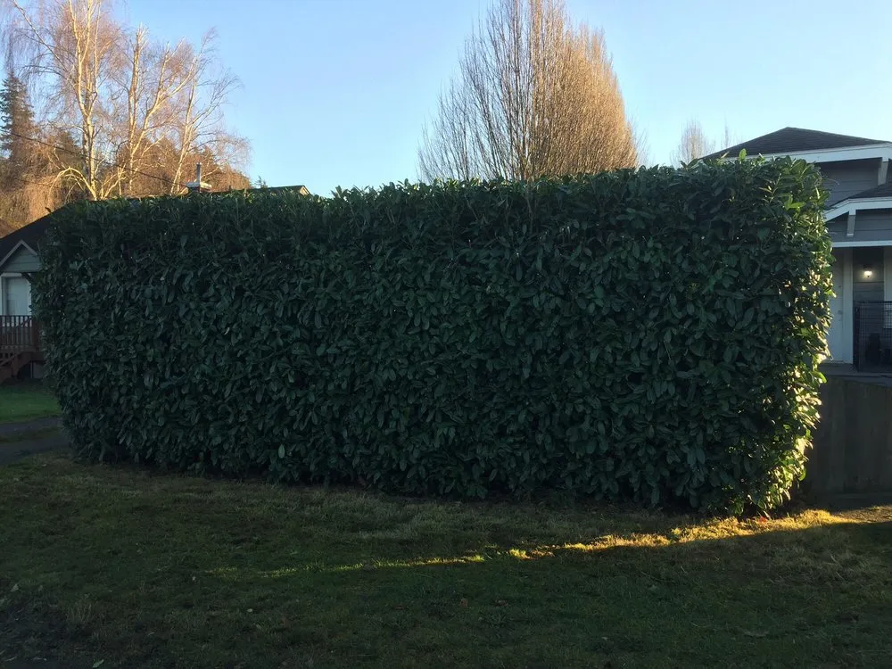 Reliable yard cleanup service in Mount Vernon, WA - Chavez Landscape