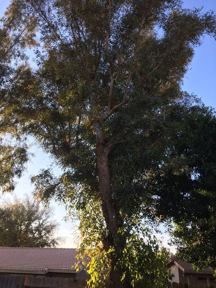 Professional lawn mowing service for beautiful yards in Brawley, CA by Chavez Landscaping