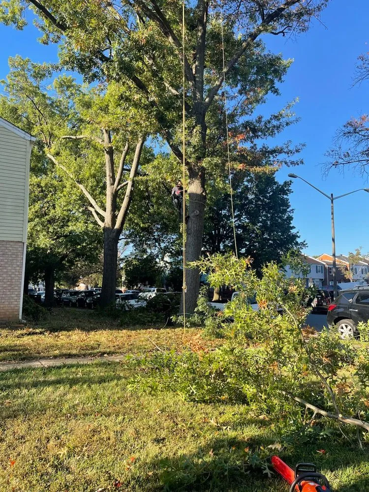 Affordable lawn care service in Fort Washington, MD - Chavez Landscaping