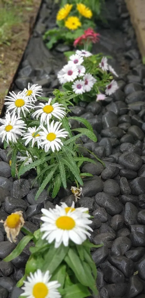 Trusted yard cleanup service in Franklin, IN by Chavez Landscaping