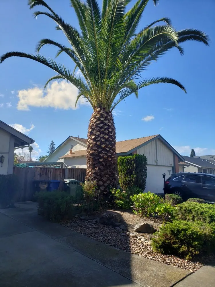 Custom yard maintenance for homes across Newark, CA - Chavez Landscaping