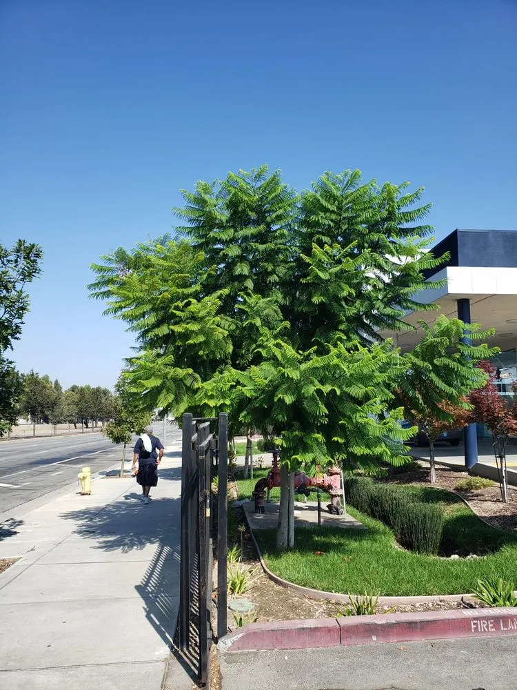 Trusted residential landscaping experts serving Newark, CA - Chavez Landscaping