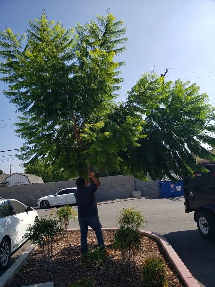 Reliable garden landscaping in Newark, CA by Chavez Landscaping