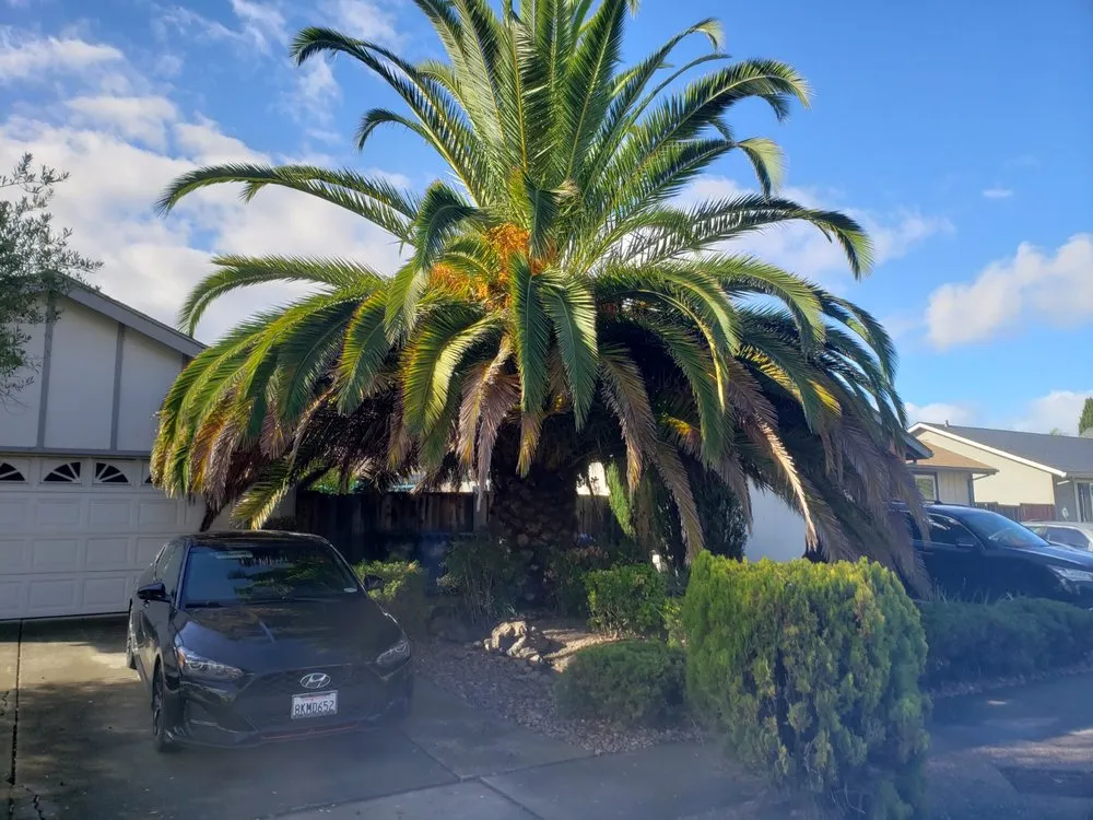 Local landscape design experts serving Newark, CA - Chavez Landscaping