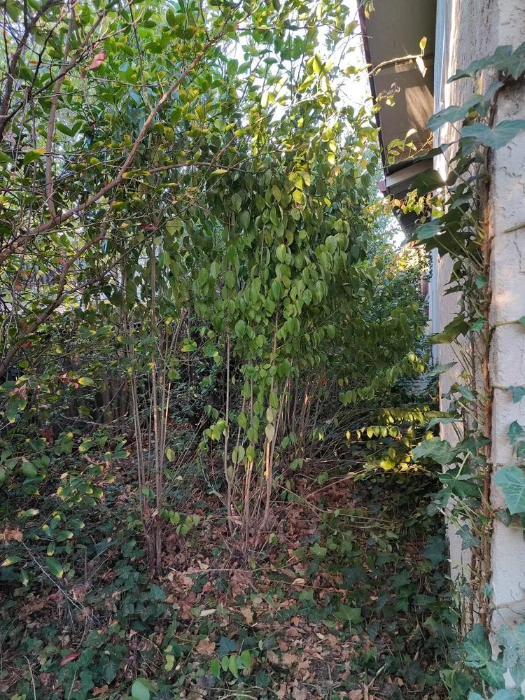 Trusted landscape installation for year-round maintenance across Petaluma, CA - Chavez Landscaping