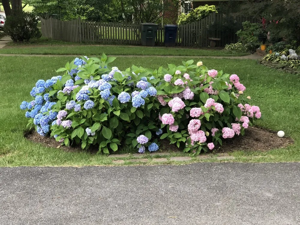 Custom yard maintenance in Temple Hills, MD - Chavez Landscaping services