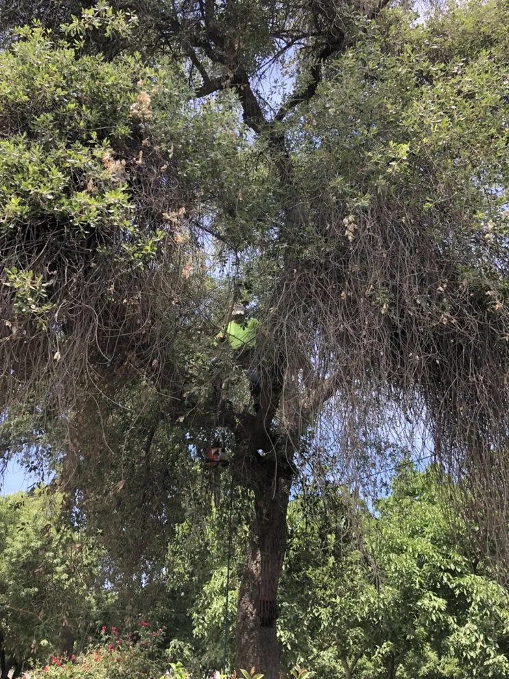 Custom yard maintenance in Woodlake, CA - Chavez Lawn Care