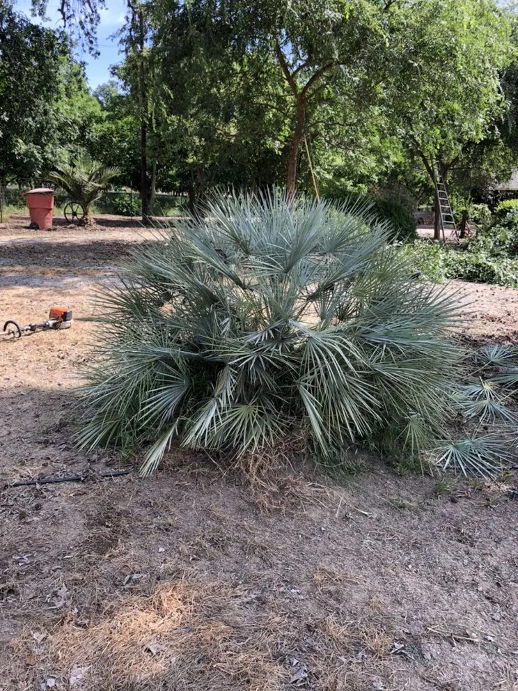 Local residential landscaping in Woodlake, CA by Chavez Lawn Care