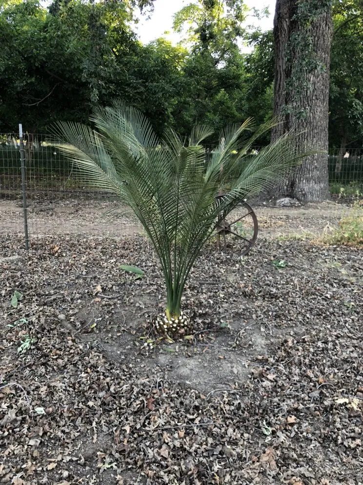 Expert lawn care service in Woodlake, CA by Chavez Lawn Care