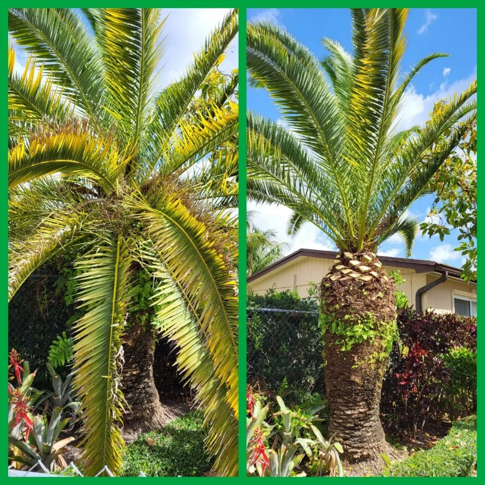Local outdoor landscaping for residential properties in Homestead, FL by Chavez-Perales Landscaping