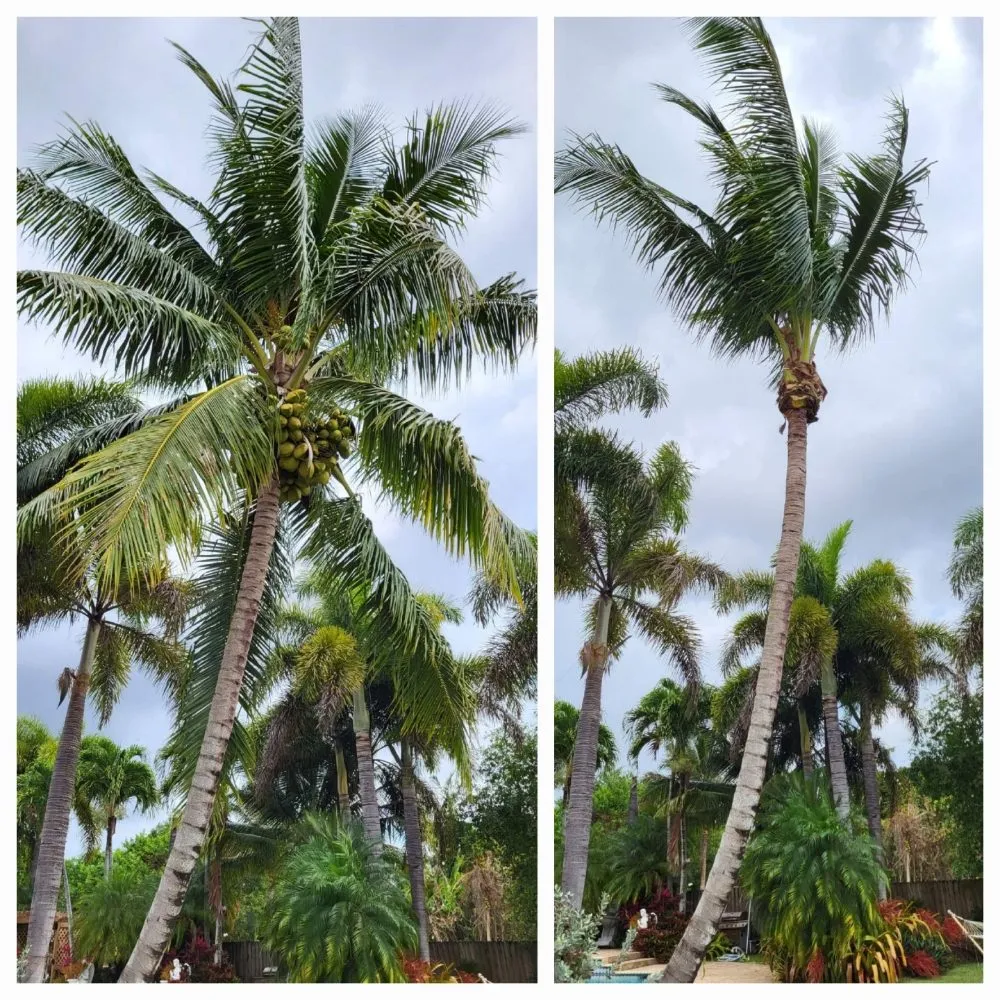 Top-rated outdoor landscaping for outdoor upgrades in Homestead, FL by Chavez-Perales Landscaping