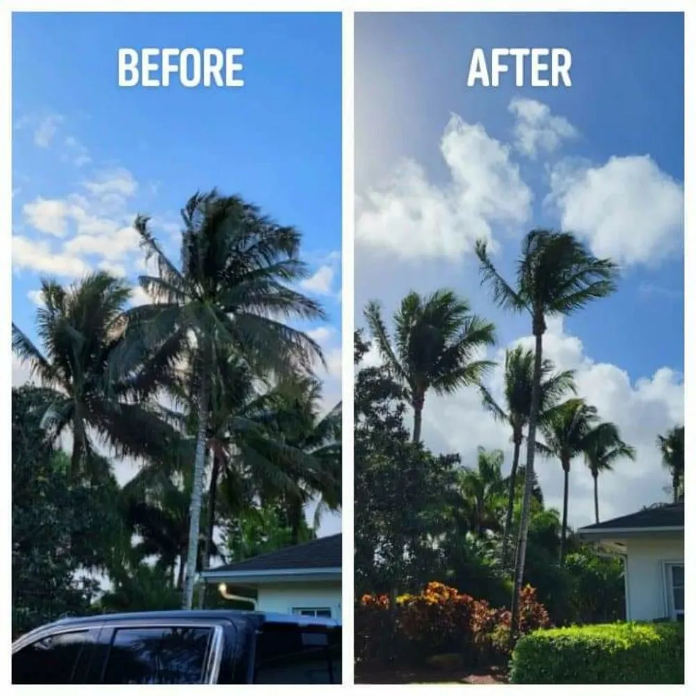 Professional yard cleanup service in Homestead, FL - Chavez-Perales Landscaping