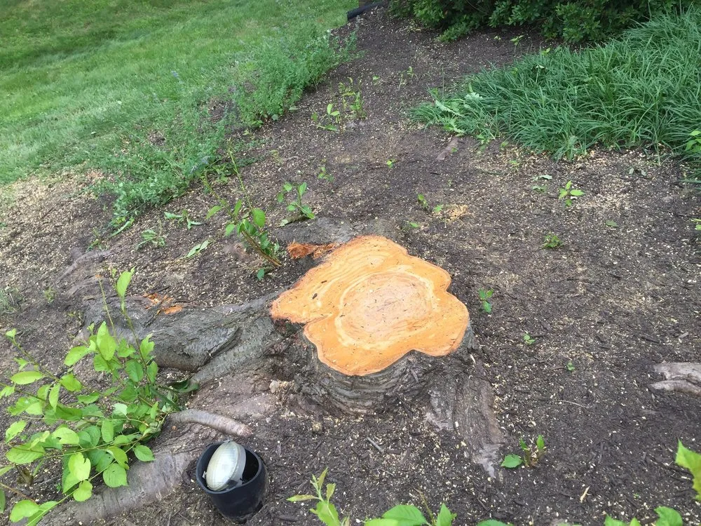 Top-rated outdoor landscaping experts serving Laurel, MD - Chavez Tree Service