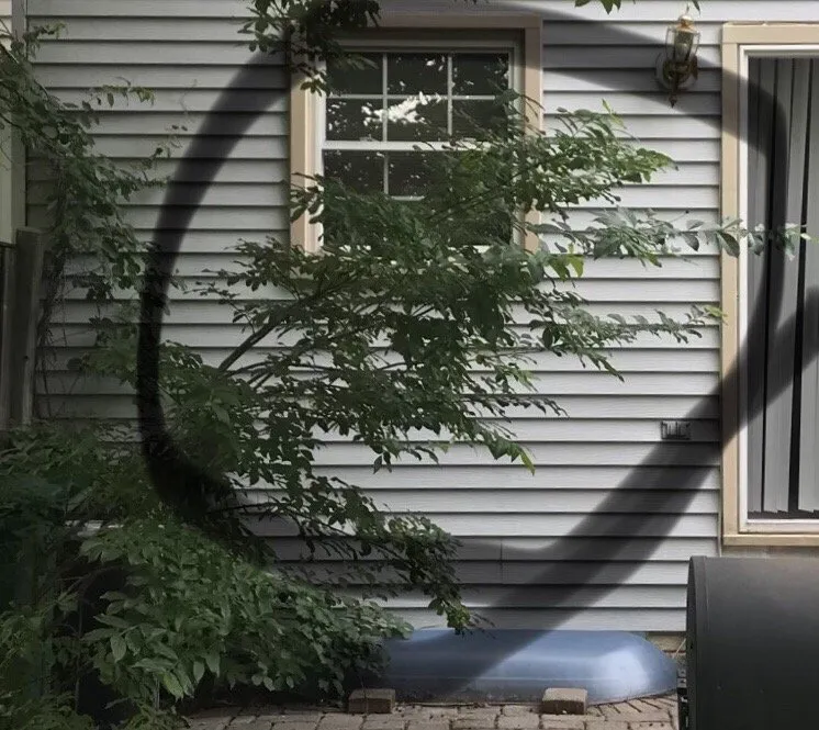 Custom yard cleanup service in Laurel, MD by Chavez Tree Service