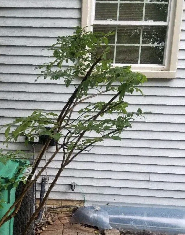 Reliable yard cleanup service experts serving Laurel, MD - Chavez Tree Service