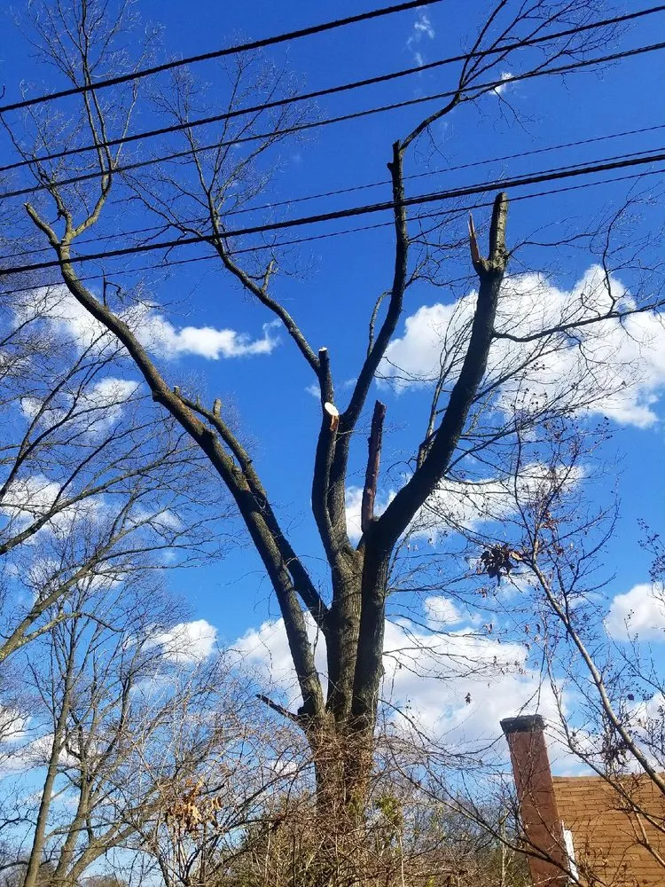 Trusted yard cleanup service in Laurel, MD - Chavez Tree Service