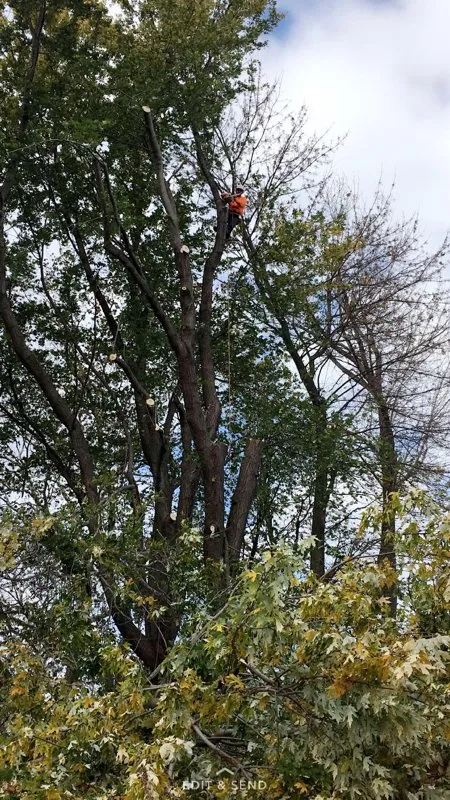 Reliable lawn mowing service in Laurel, MD by Chavez Tree Service