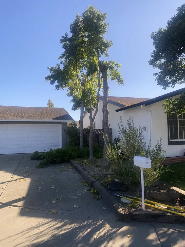 Expert yard cleanup service for homes across Tracy, CA - Chavez Tree Service