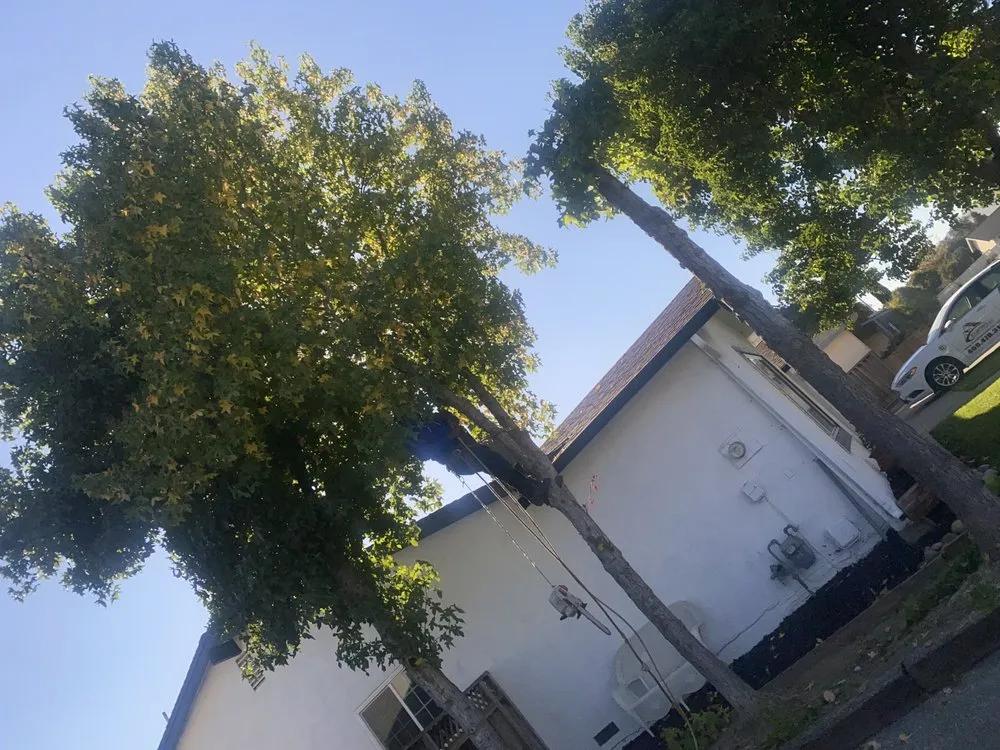 Affordable landscape design for homes across Tracy, CA - Chavez Tree Service