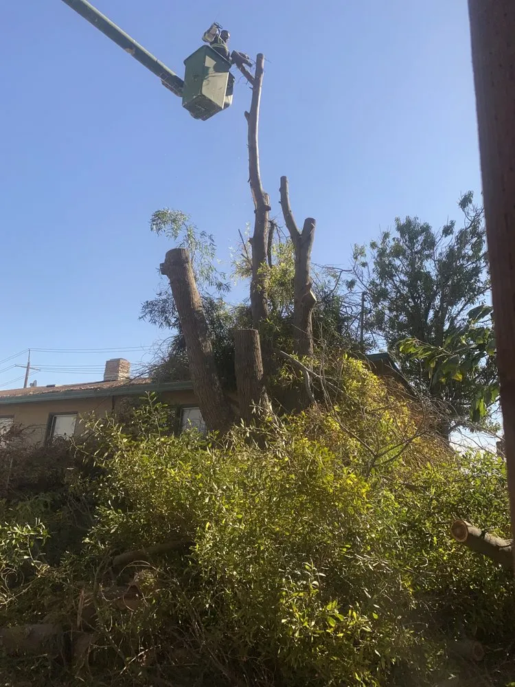 Local landscape installation for homes across Tracy, CA - Chavez Tree Service