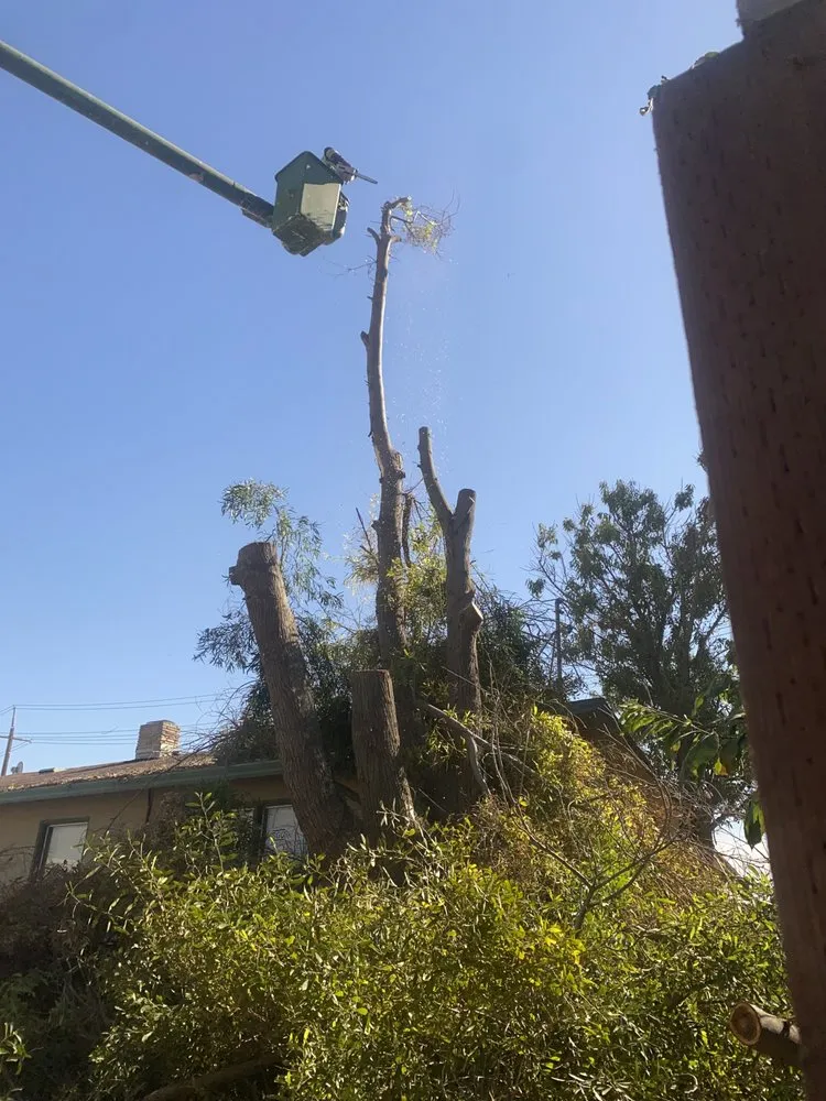 Trusted lawn care service in Tracy, CA - Chavez Tree Service