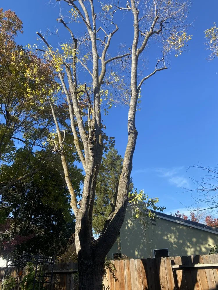 Affordable yard cleanup service in Tracy, CA - Chavez Tree Service