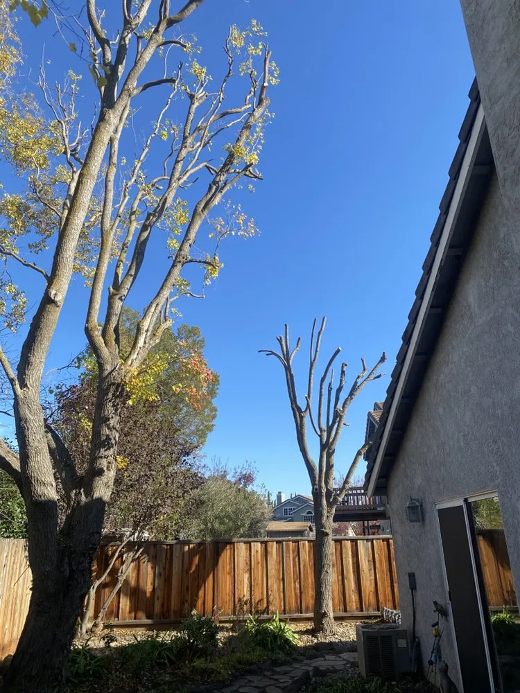 Affordable lawn mowing service for beautiful yards in Tracy, CA by Chavez Tree Service